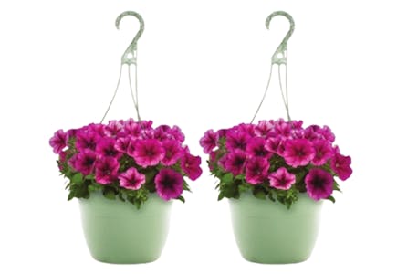 2 Hanging Baskets