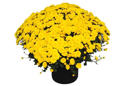 Meijer Mum