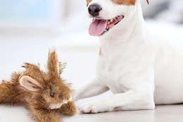 Ruffin' It Small Dog Toys, Under $6 on Amazon (Reg. $9.99) card image