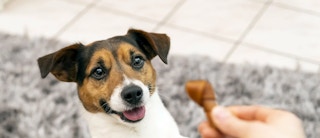 smartbone dog treats 1636973526 1636973526