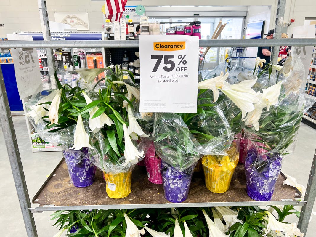 While Supplies Last — 2.49 Easter Lilies and Bulbs at Lowe's The