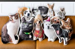 Custom Pet Pillows on couch