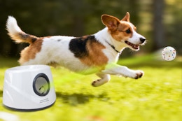 dog chasing after ball dispelled by launcher 