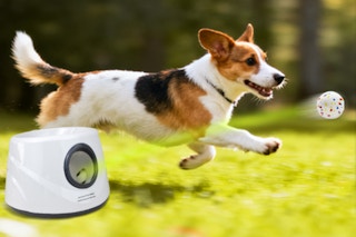 dog chasing after ball dispelled by launcher