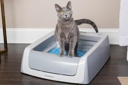 amazon litter box B07WZPJ2LW