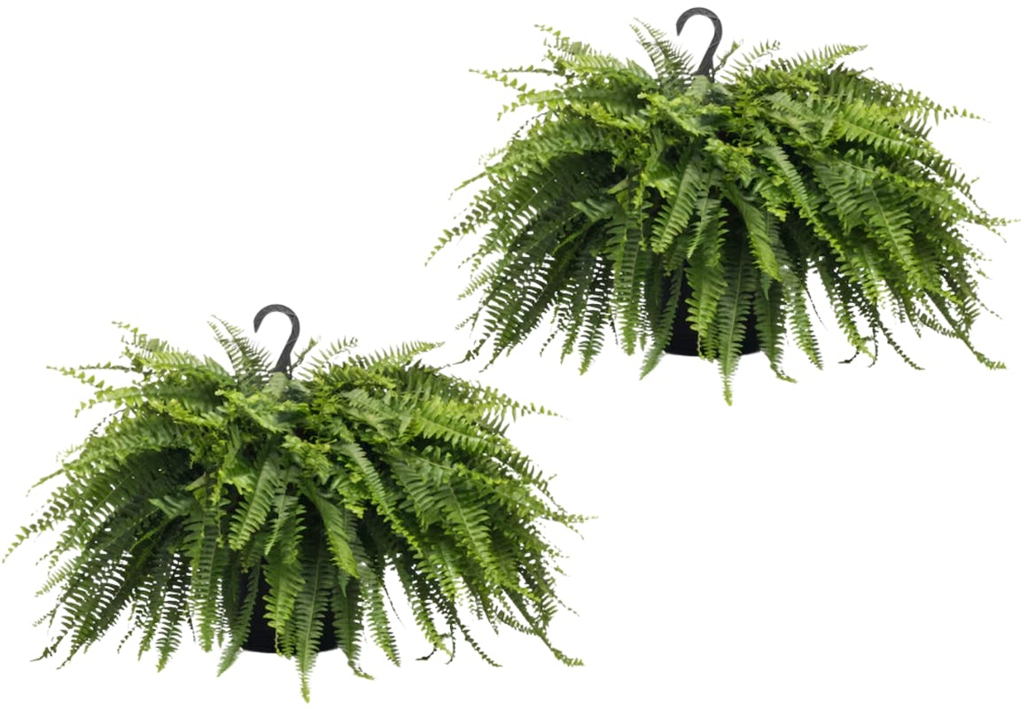 2 Hanging Fern Baskets