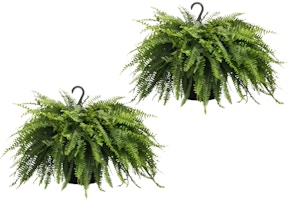 2 Hanging Fern Baskets
