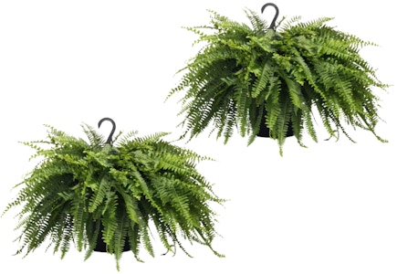 2 Hanging Fern Baskets