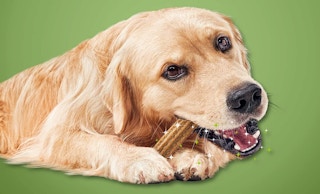 Purina DentaLife Dog Chew Treats