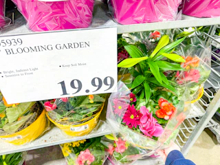 costco-plants-blooming-garden