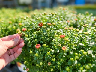 mums home depot labor day 5 1692896064 1692896064