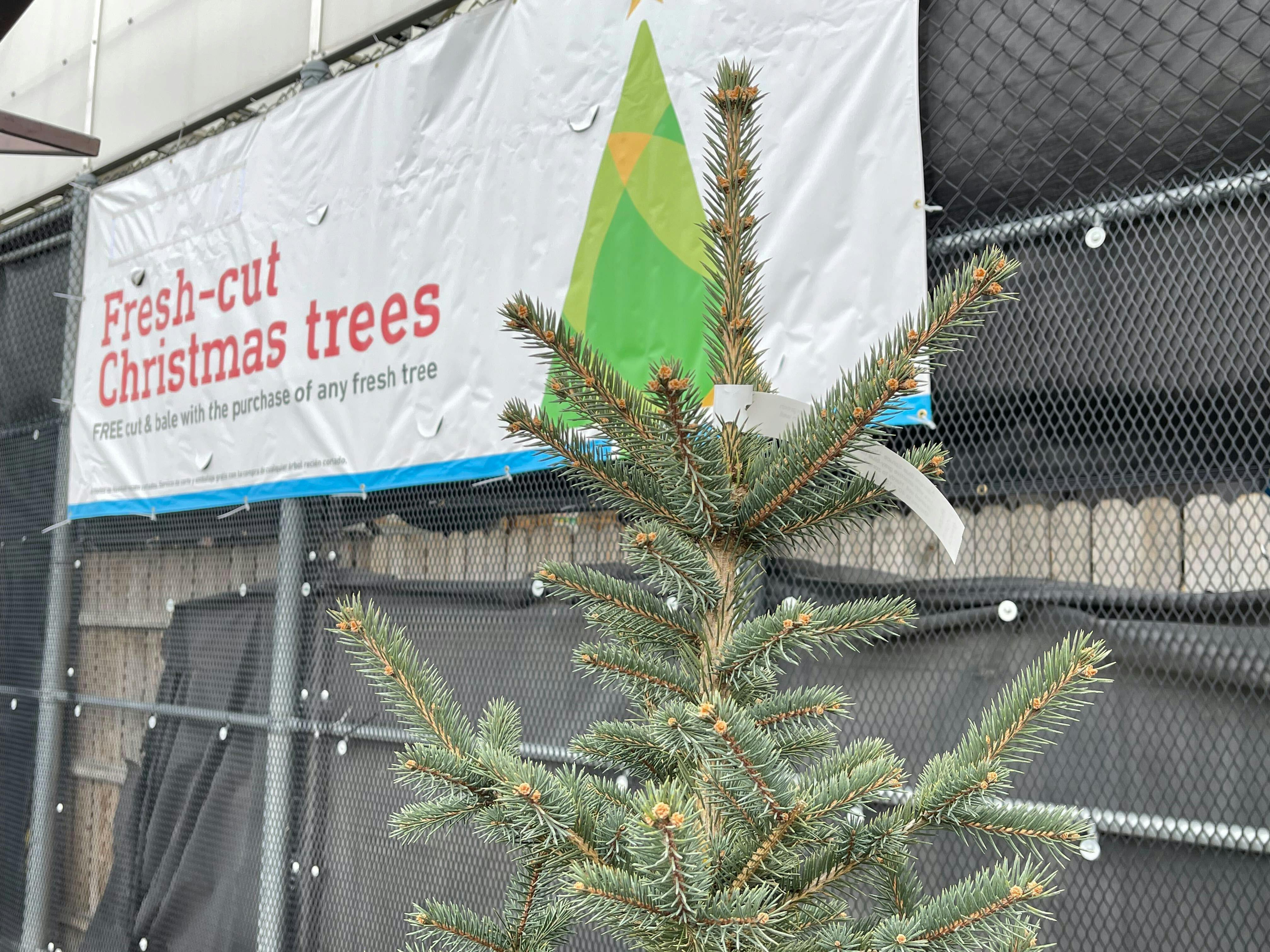 How to Keep Your Christmas Tree Green & Fresh Through Christmas