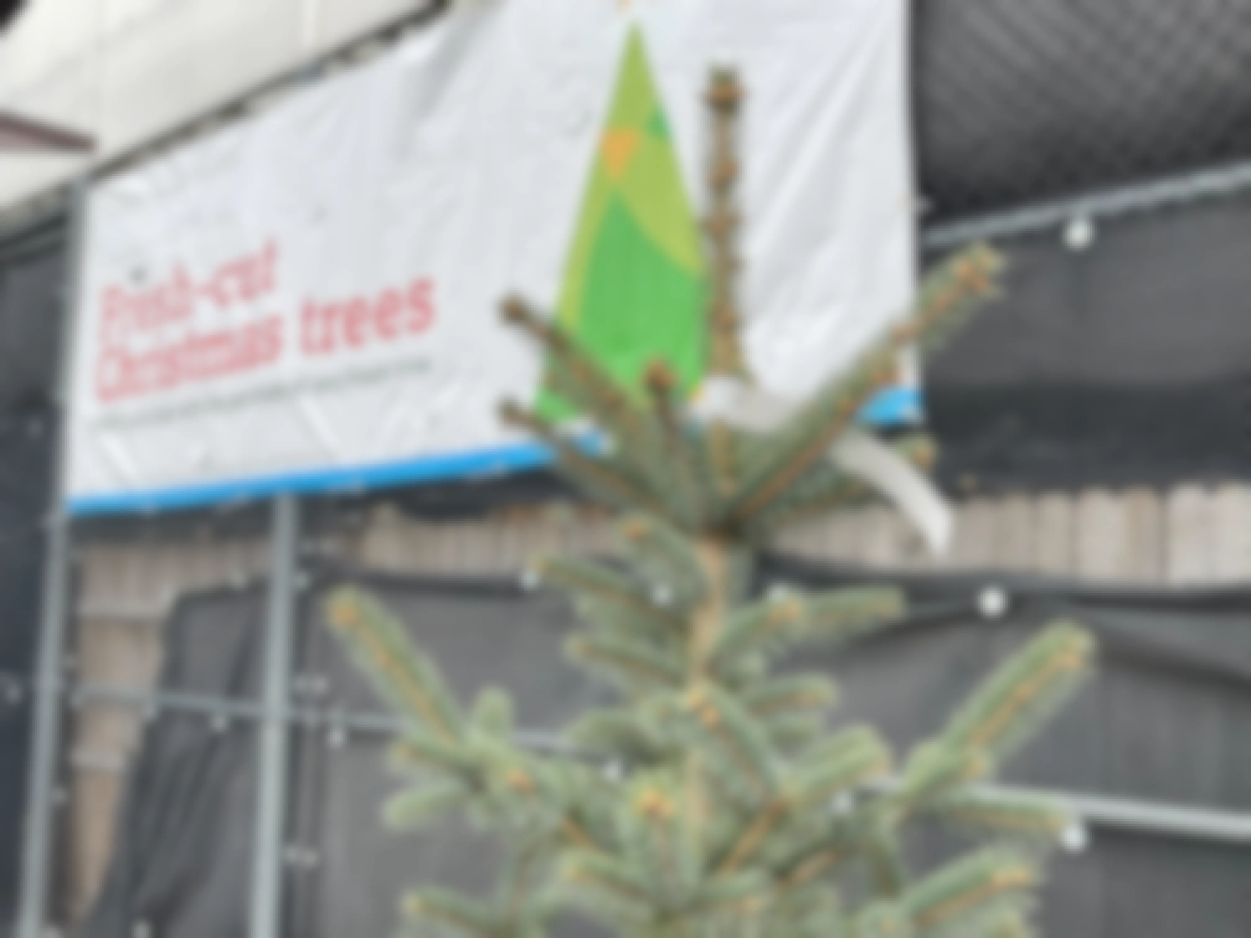 How to Keep Your Christmas Tree Green & Fresh Through Christmas