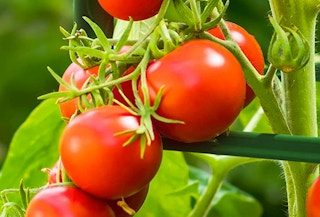 amazon tomato cage 2023 1 1679757246 1679757246