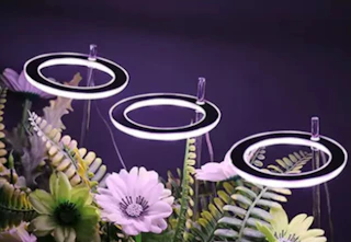 groupon lights