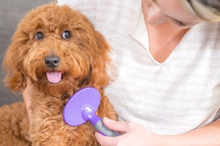 A cute dog being brushed with a purple brush.