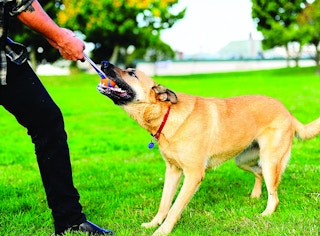 amazon chuck it tug toy 2022 2 1655384885 1655384885