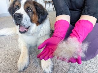 woman wearing rubber cleaning gloves to clean pet hair in carpet