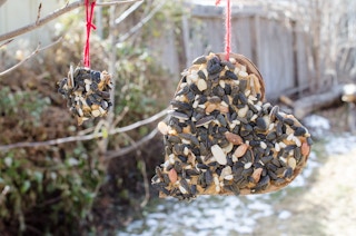 DIY bird feed ornaments hanging from a tree outside