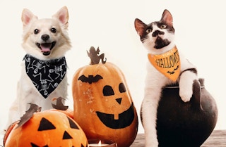 chewy.com-halloween-2021-feature-1