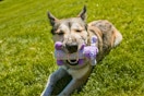 Walmart dog toy