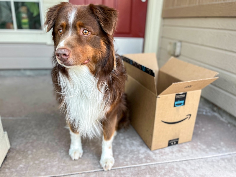 dog-amazon-box-kcl-07