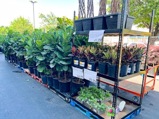 costco-plant-bonnie-plant-croton