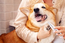 amazon paw trimmer