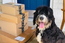 a dog sitting on a porch next to amazon boxes
