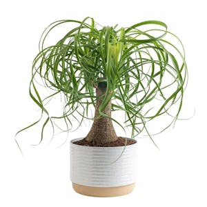 Ponytail Palm Live Plant