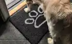 a dog on a doormat