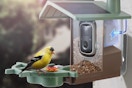 smart bird feeder