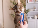 churu cat treats amazon
