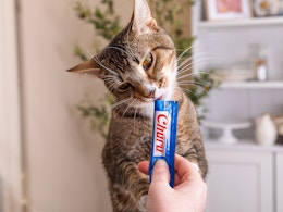 churu cat treats amazon