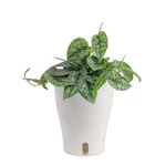 Scindapsus Silver Lady House Plant