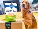 a cute dog sitting near blue buffalo treats and an amazon prime box