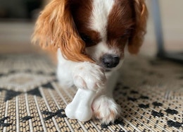 Nylabone Bone Chew Toy Packs, as Low as $6.28 for Amazon Pet Day card image