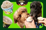 dog ice cream and dogs eating some