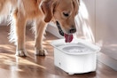 water bowl