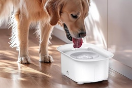 water bowl
