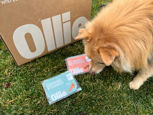 Ollie Fresh Dog Food: Get 60% Off Your First Box + Free Digestion Scan card image