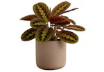 Maranta Red Prayer House Plant