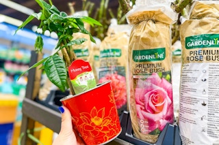 aldi-money-tree-and-rose-bush