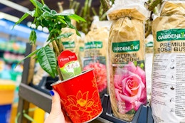 aldi-money-tree-and-rose-bush