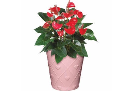 Anthurium