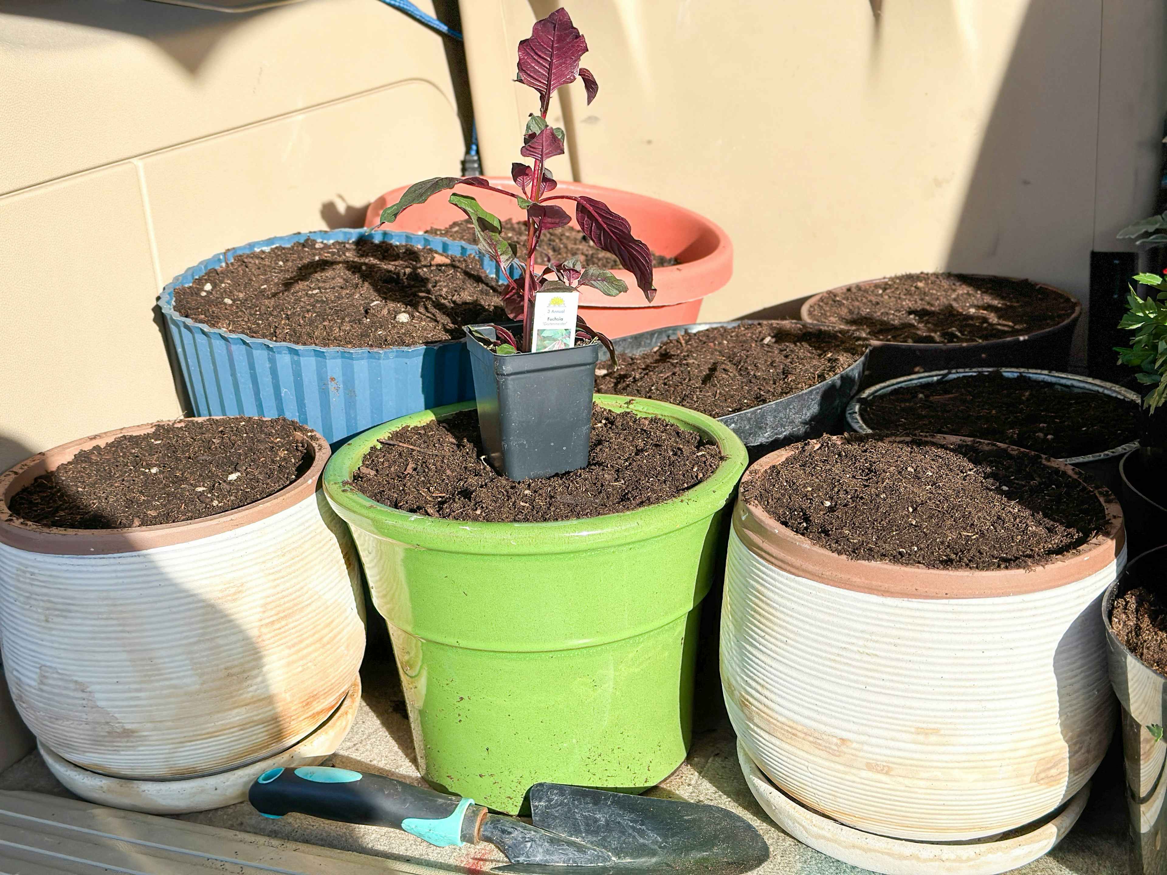 Fuchsia Saturday 2025