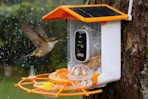 small bird flying towards feeder