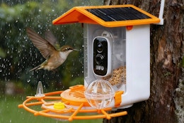 small bird flying towards feeder