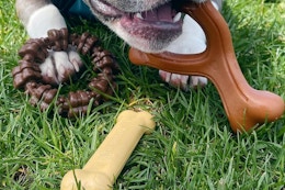 Nylabone Dog Toy 3-Pack, as Low as $7.18 on Amazon (Reg. $14) card image