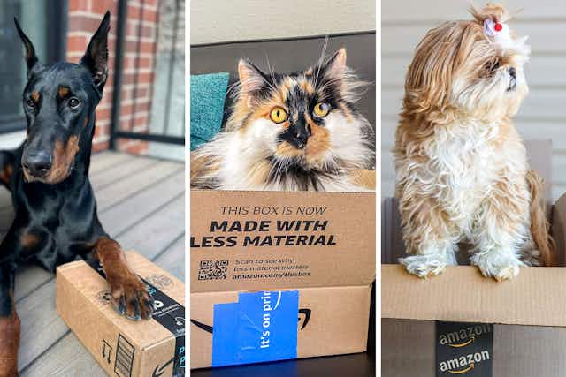 Amazon Pet Day Is Happening May 7 - 8 — And Early Deals Are Live Now! card image